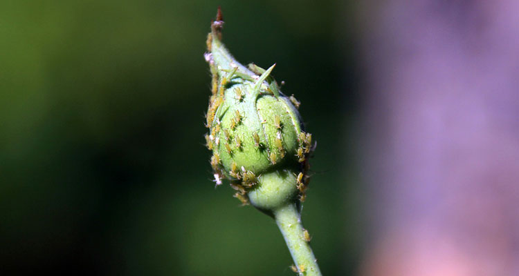 aphids affecting plant growth