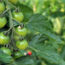 Is It Worth Using Calcium Nitrate for Tomatoes?