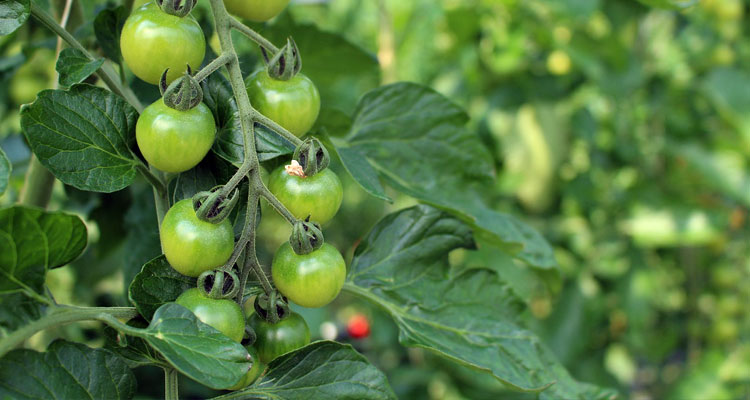 calcium nitrate for tomatoes