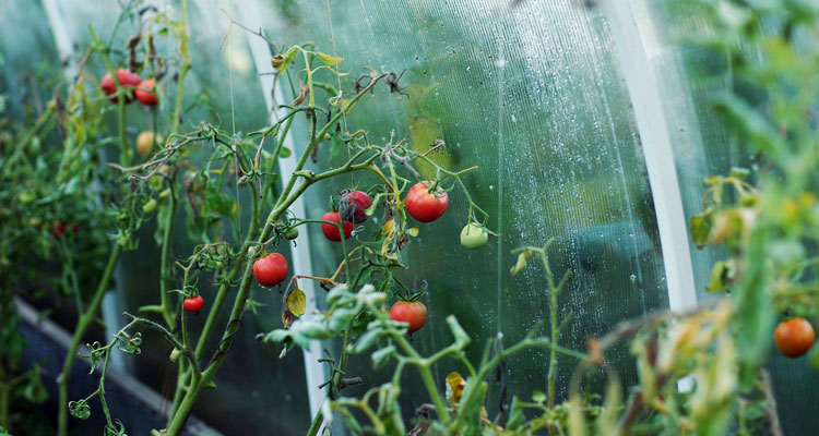 coffee grounds for tomatoes