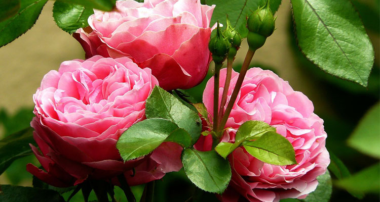 Epsom Salt for Roses - Benefits and How to Use It?