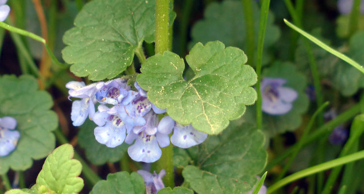 how to get rid of ground ivy