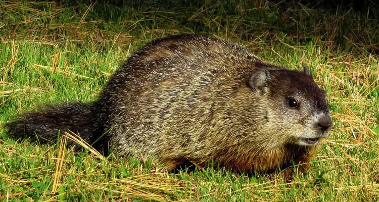 how to trap a groundhog