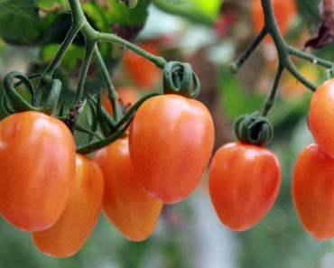 Epsom Salt for Tomatoes – How Effective Is It?