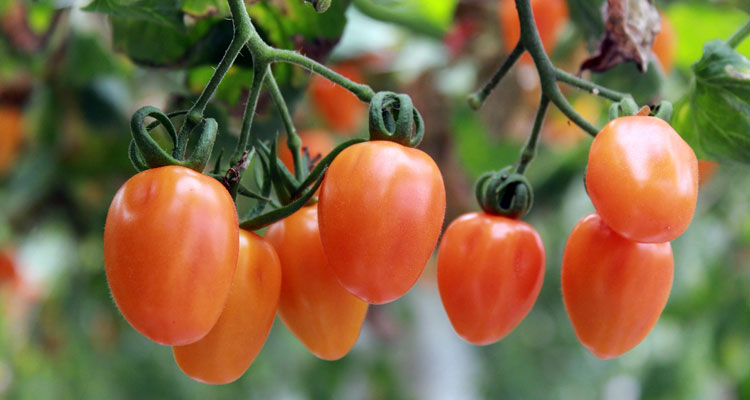 epsom salt for tomatoes