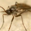 How to Get Rid of Fungus Gnats with Hydrogen Peroxide