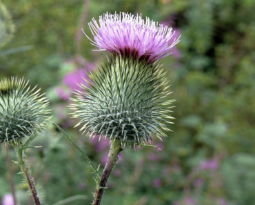 Using Milk Thistle to Improve the Health of Your Dog