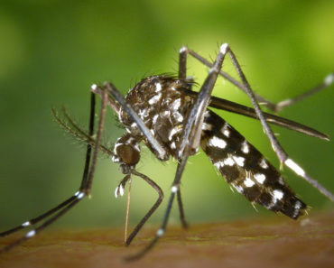 6 Best Mosquito Repellent Plants for Your Garden
