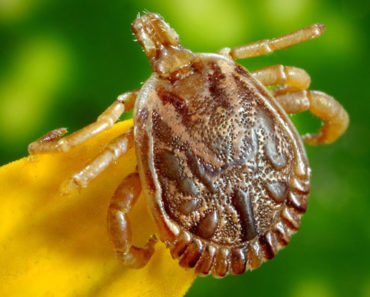 How Permethrin is an Effective Dog Treatment for Ticks