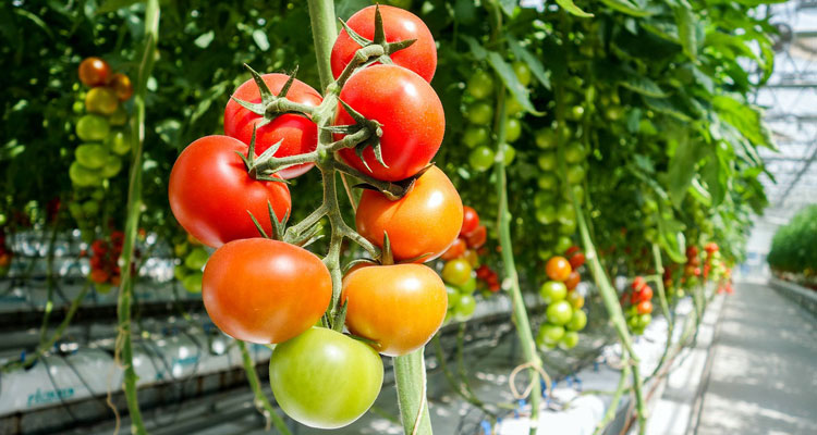 tips for growing tomatoes